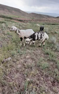 میش