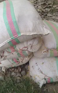 سبوس برنج