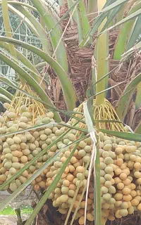 اجاره باغ خرما مضافتی