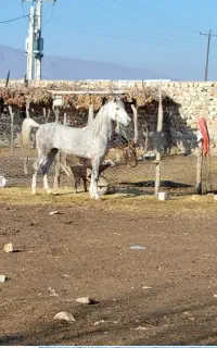 اسب