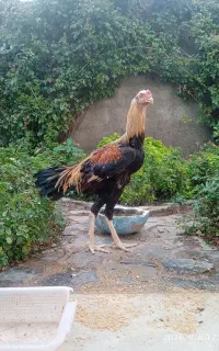 خروس لاری اصیل