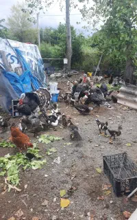بوقلمون محلی