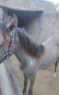 کره اسب عرب ۱سال و۴ماهه