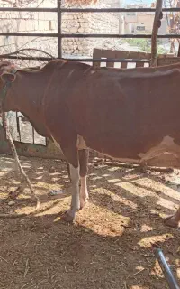 گاو گلپایگانی با گوساله