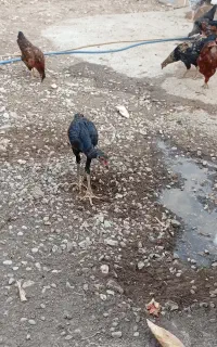 جوجه مرغ خروس