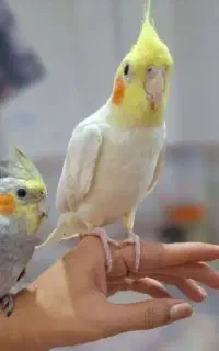 عروس هلندی