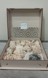 صدف و حلزون دریایی