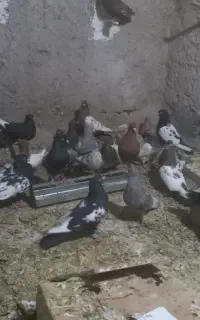 کفتر بهبهانی دونی ۵۰۰