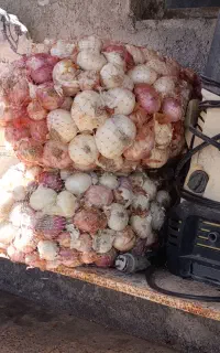 پیاز ارگانیک