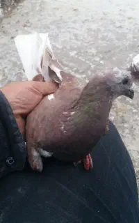 کبوتر نر