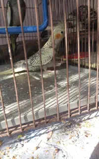 عروس هلندی معاوضه هم میکنم