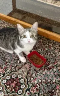 گربه ماده