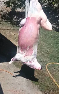 قصاب(سلاخ)