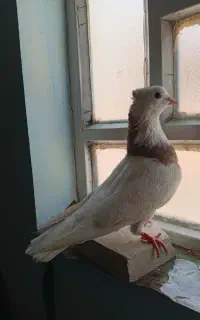 کبوتر ماده طوقی یکه با سر برنجی
