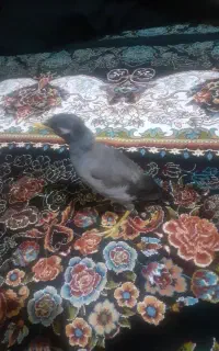 پرنده