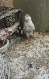 کفتر پرشی