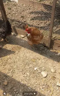 مرغ تخم گذار ۱ونیم ساله هم گوشتی وهم تخم گذار محلی