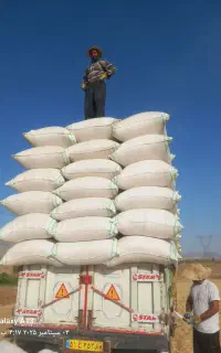 کاه دیم بدون خاک سنگ. بشرط
