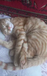 واگذاری گربه ماده نارنجی ۴ ماهه