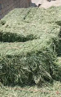 یونجه
