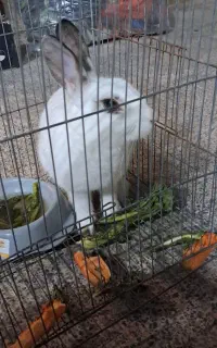 خرگوش