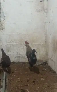 خروس