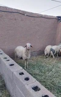 قوچ