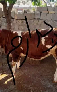 خریدو فروش گوساله ماده سیمینتال و نر