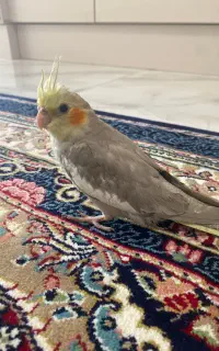 عروس هلندی معاوضه