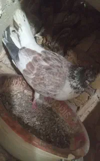 لطفاً دقت کنید و خوب بخونید