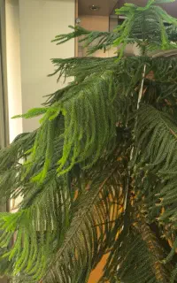 کاج مطبق