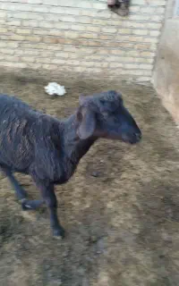 تعدادی‌بره‌قوچ