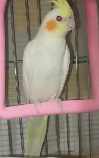 عروس هلندی ماده مست و اماده جفت