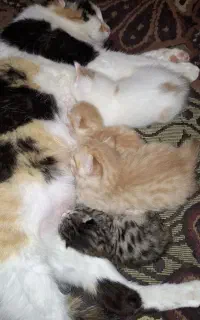 واگذاری رایگان گربه