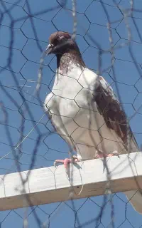 کبوتر پرشی