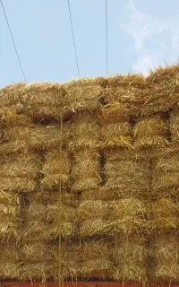 پرس گندم