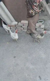 مرغ وخروس ۷عدد