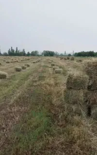 ۱۲۰ عدد پرس علوفه