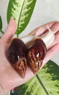 حلزون افریقایی
