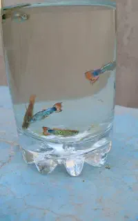 ماهی گوپی