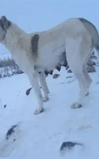 ماده سرابی به یابنده مژدگانی داده میشه