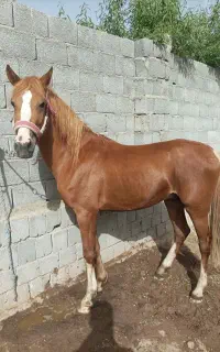 اسب کره نریان