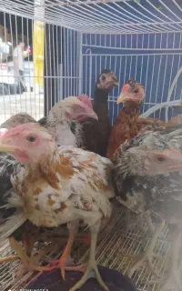 جوجه شروه‌ای زابل