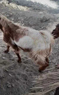 کهره فروشی