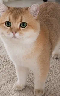 گربه