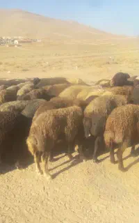 فروش تعداد70رعس میش افشاری آبستن