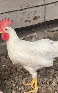 خروس
