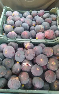فروش