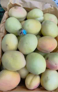 میوه باغ گلابی
