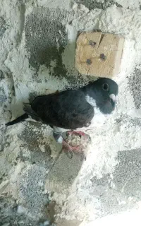 کفتر پلاکی بزک سینه سفید
